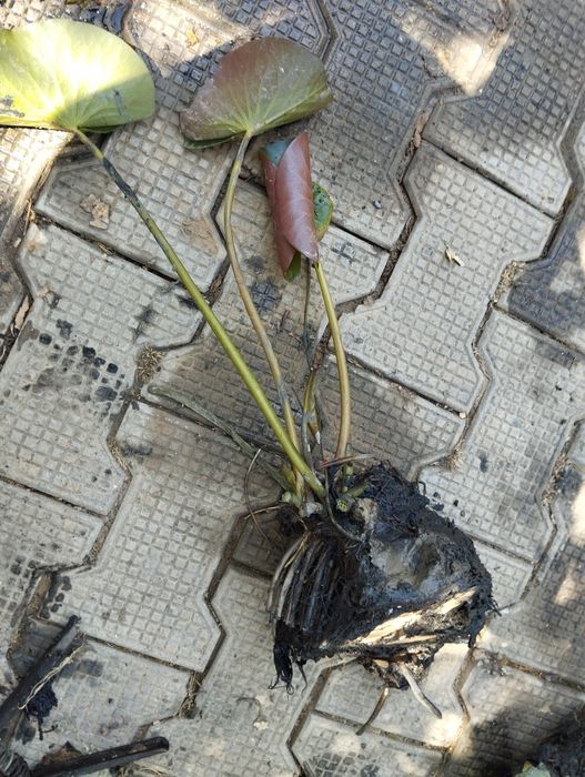 Продам водяные лилии