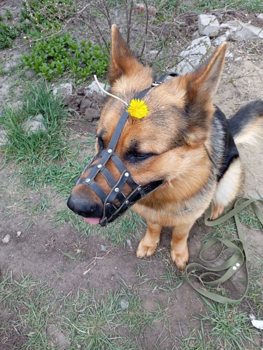 Животные вязка собак