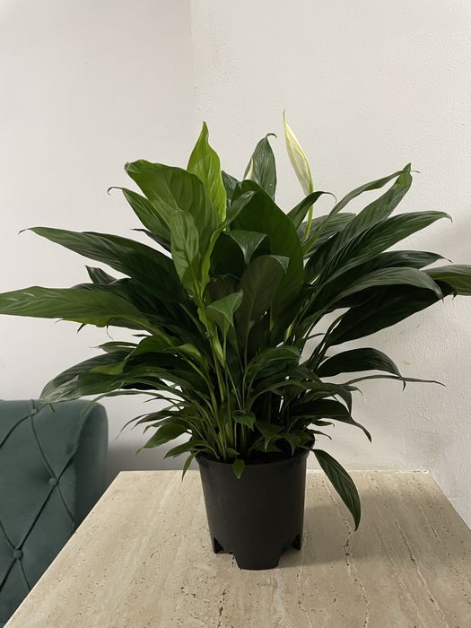 Женское счастье