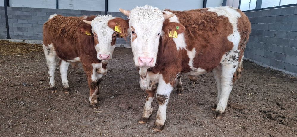 Taur cu certificat de origine