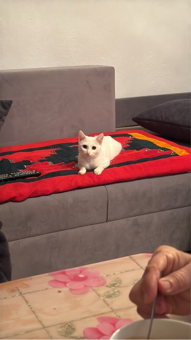 Потеряли кота по имени Юки