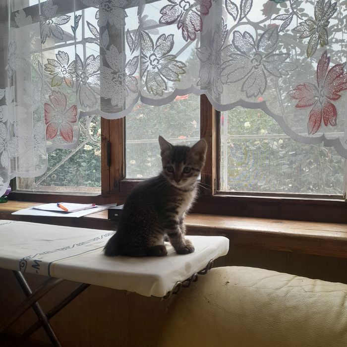 Кошечка девочка красавица