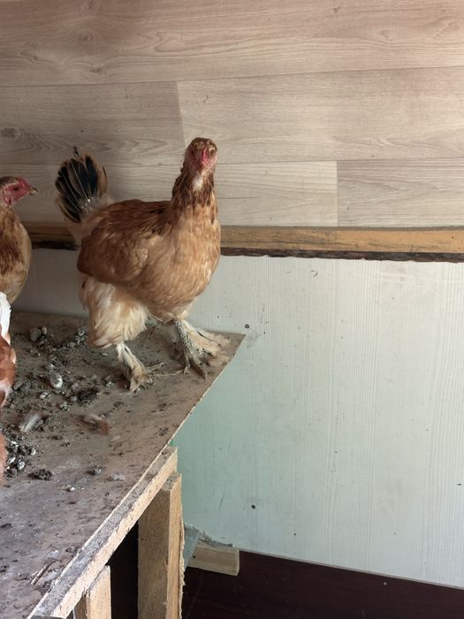 Продам индоутят! Кур наседок