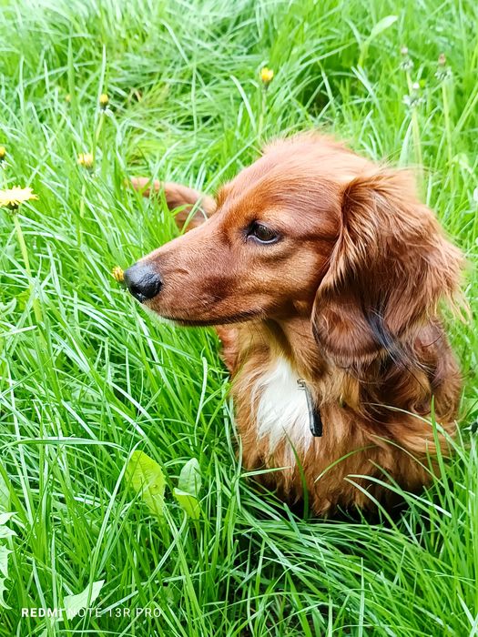 Вязка! Такса кобель