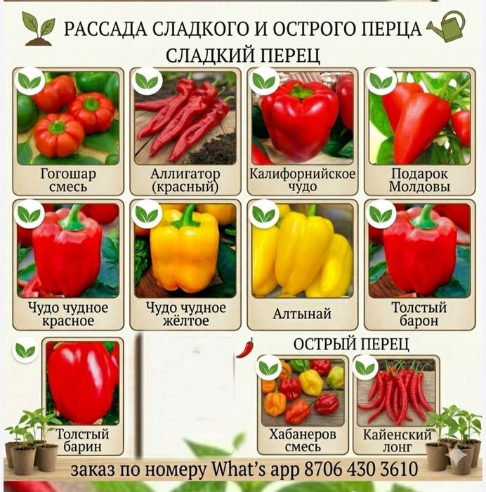 Рассада хороших и урожайных сортов