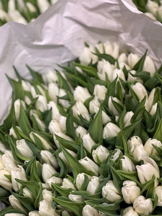 Принемаем предзаказ к 8 марта Тюльпаны