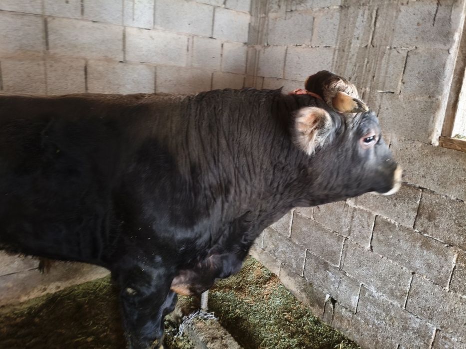 Продаю Быка через веса