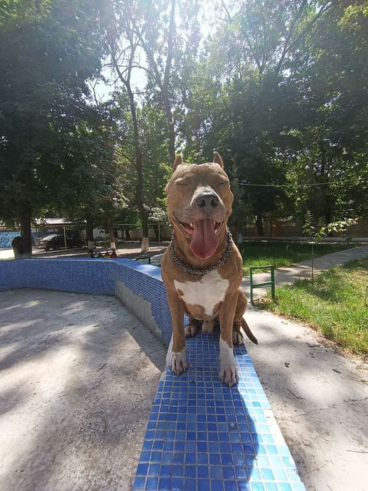 Вязка питбультерьера (Sotilmaydi/Не продаётся)