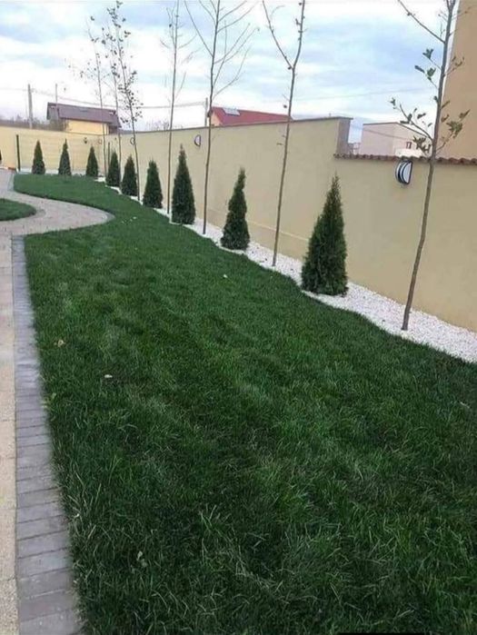 Plante ornamentale