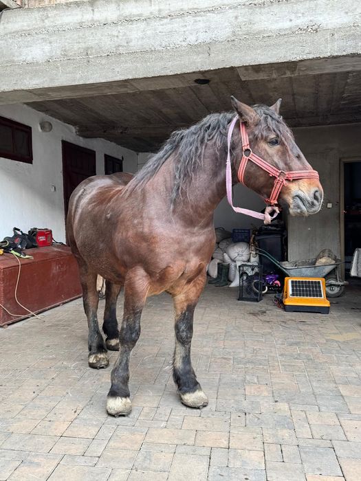 Vând cal de 5 anii  analtime 180 la hreban mai multe detalii  an priva