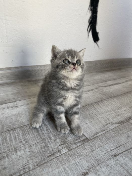 Продается пародистые котята
