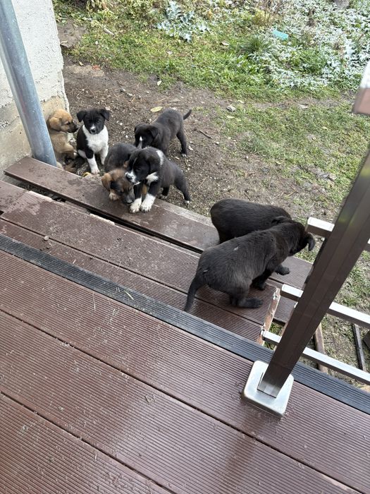 Подарявам кученца