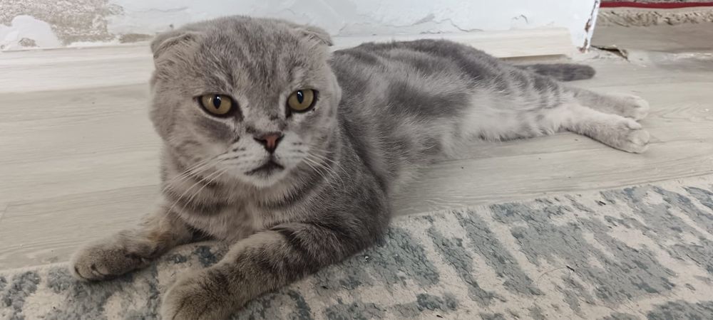 Кот шотландский вислоухий