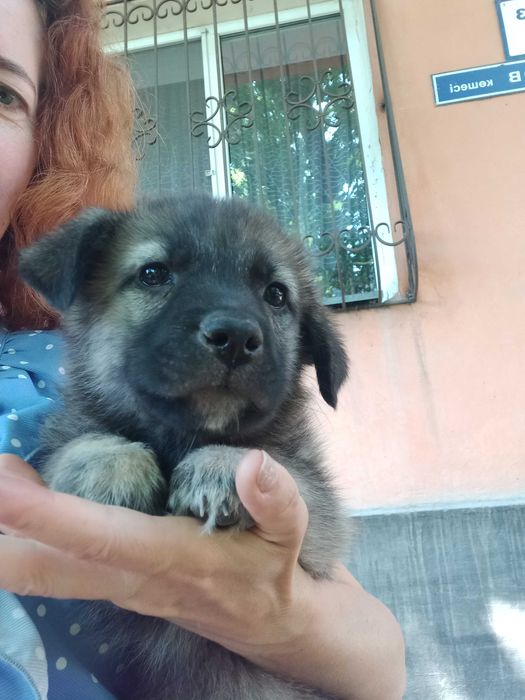 Щенулька коротколапик в очень добрые ручки