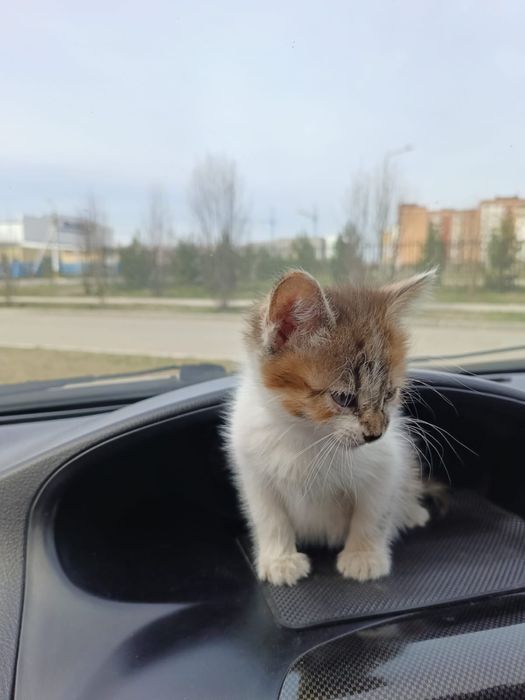 Отдам котенка в добрые руки