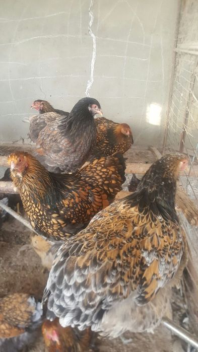 Bram zolita oilasi sotiladi