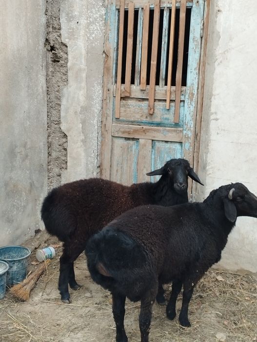 Qoʻchqorla bor sotiladi