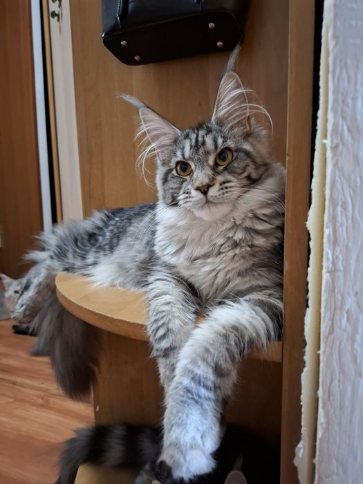 Мейн-кун девочка