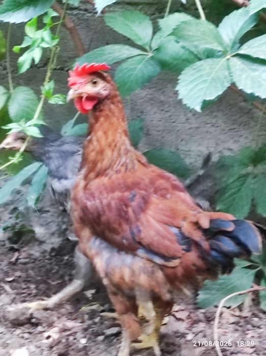 Xorozchalar sotiladi
