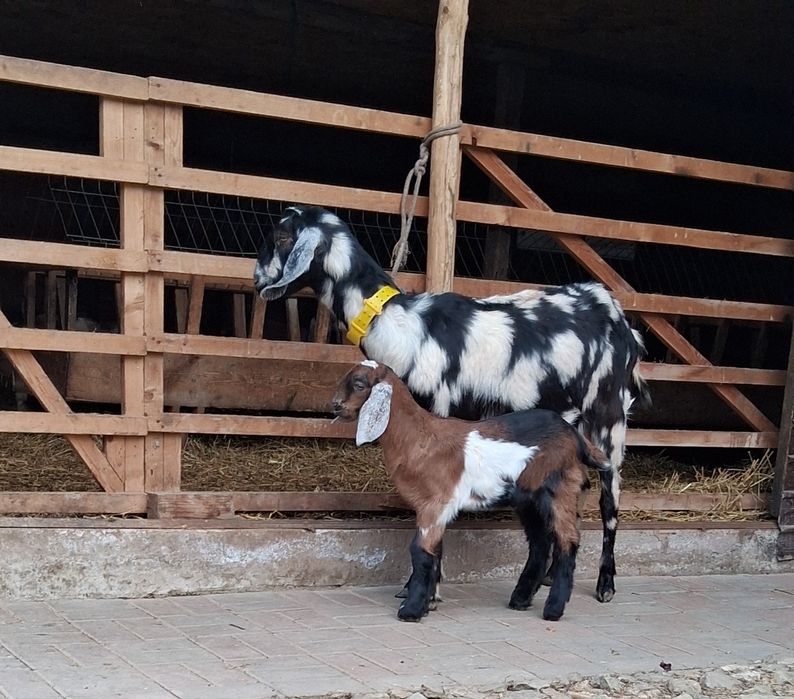 Vând capra Anglo Nubiană