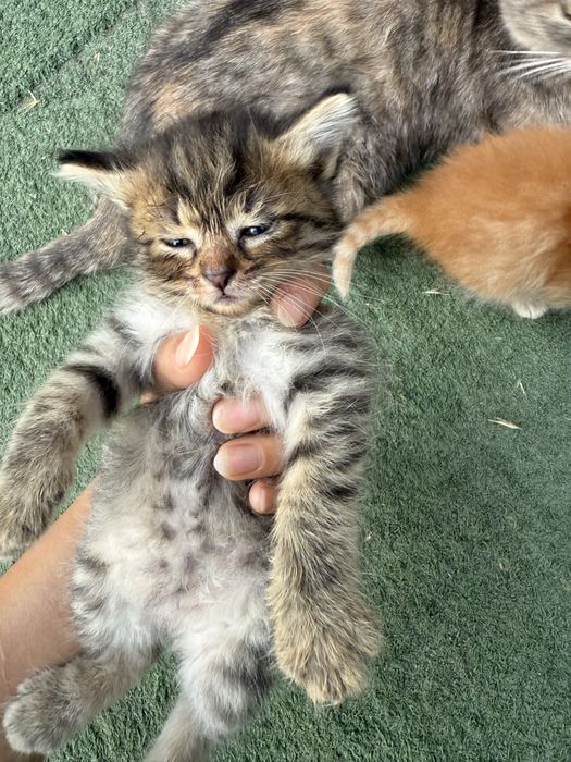 Котята в хорошие руки