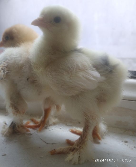 Брама    белое ва чёрное золото   10 кунли жужалари