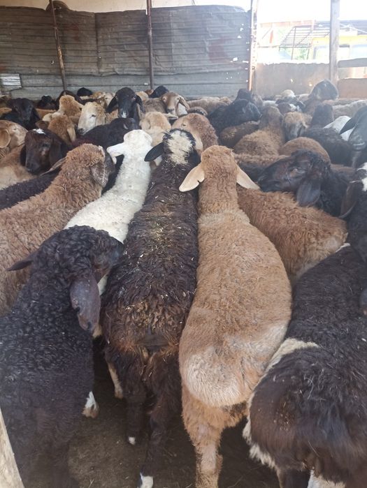 Кой токты кой кой бараны