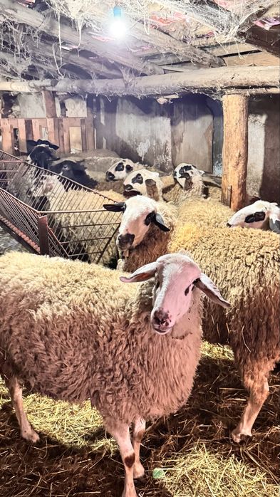 Продавам овце по договаряне