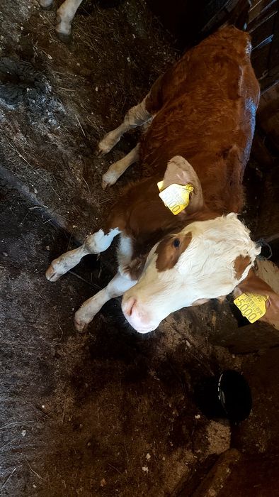 Vaca cu vitea de vanzare