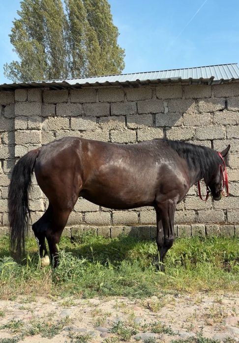 От сотилади Продаётся лошадь