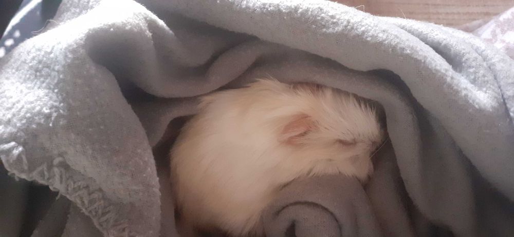 Donez porcușor de Guineea – alb