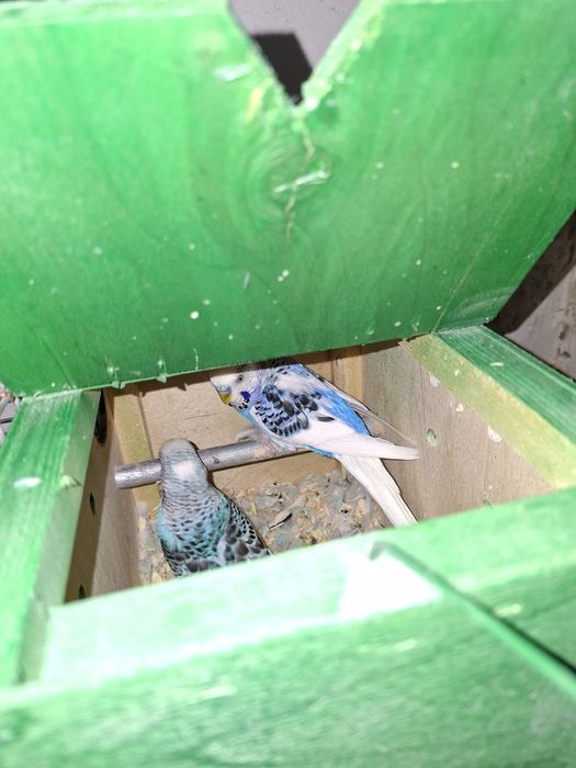 Volnistiy popugay para.