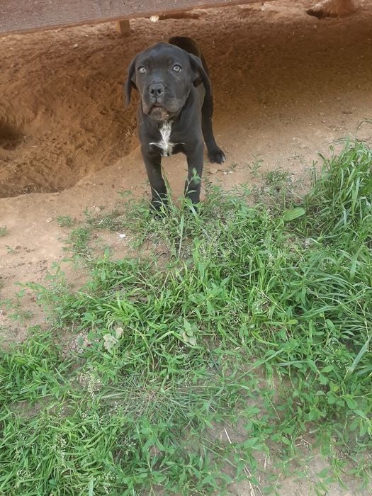 Femela cane corso neagra