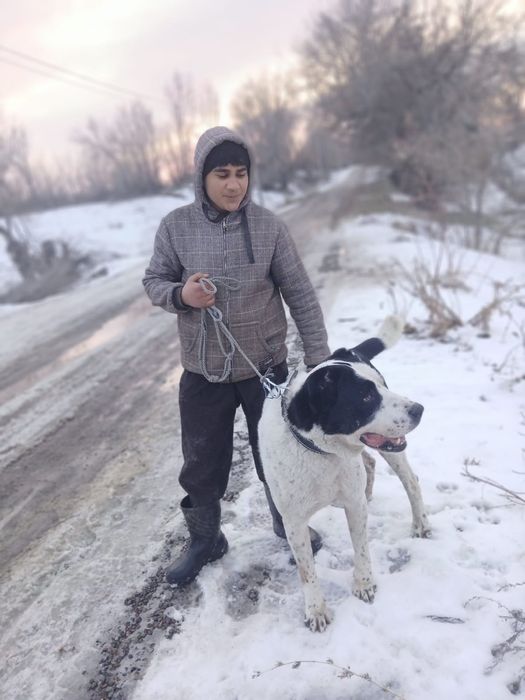 Продам алабая боец