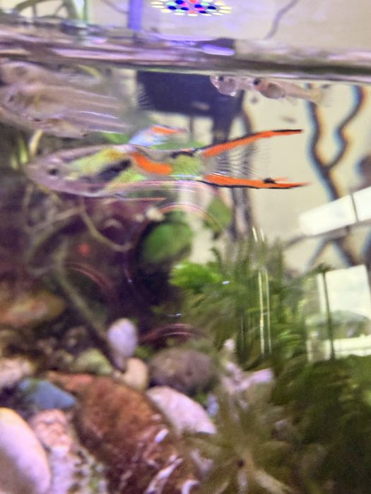 Продавам малки гупи Ендлер (Endler Guppy)