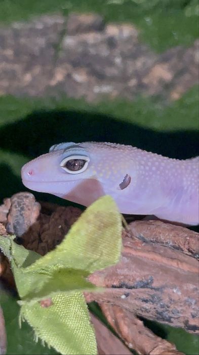 Малашь эублефар, мальчик