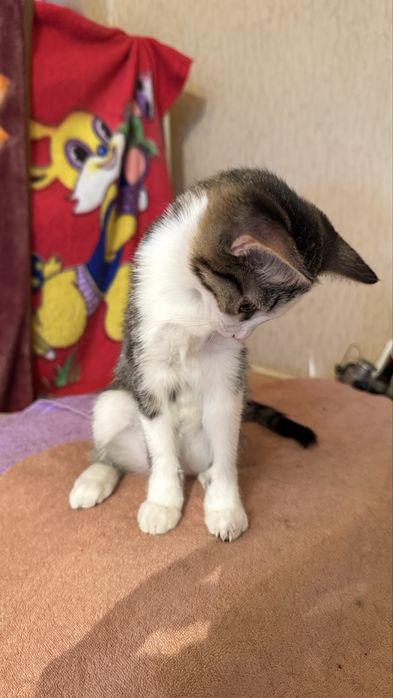 Котенок, девочка, 3 месяца