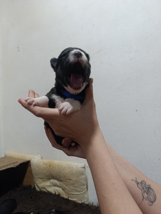 Щенки Помесь Овчарка и Хаски