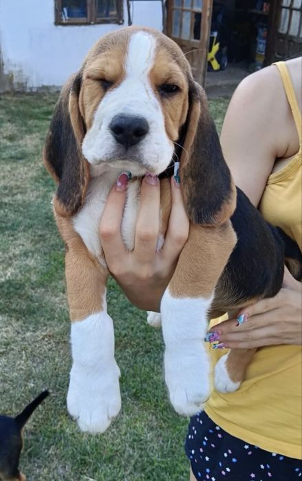 Pui Beagle- Bucuresti si Dambovita