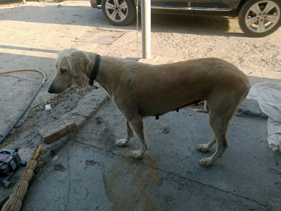Чистокровные тазы