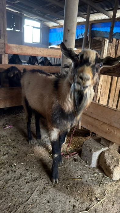 Альпийски тек 2жасар