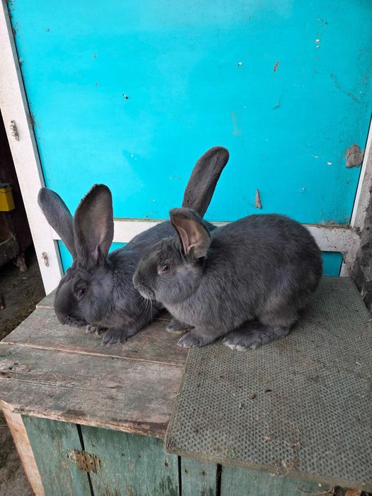 Iepuri Uriaș German Albastru