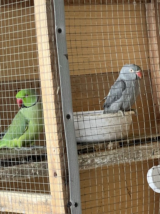 Попугай сотилади