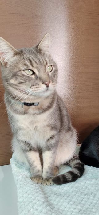 Отдам кота в добрые руки