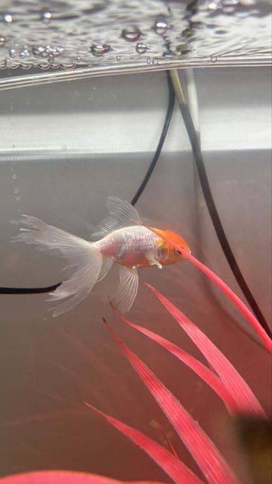 Продам рыбки для аквариума.