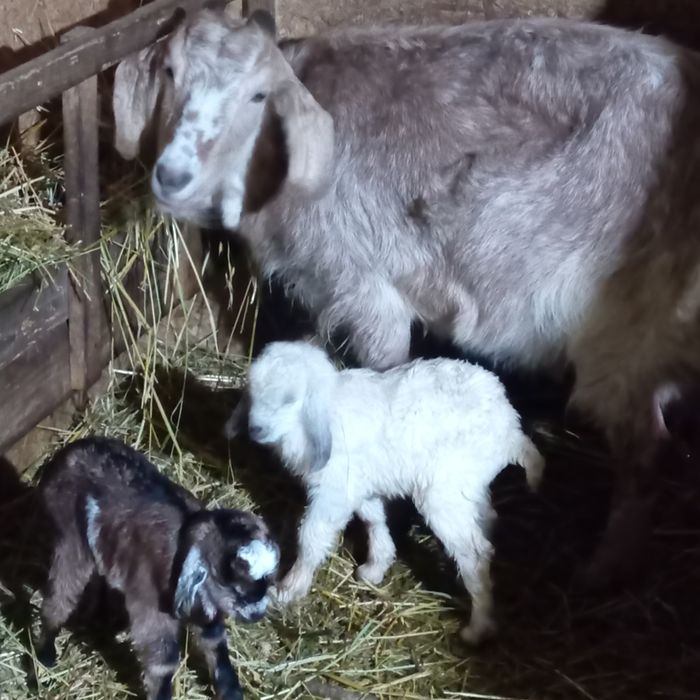 Țap.    de.   vânzare