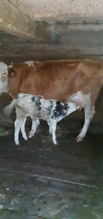 Vacă cu vițel de vânzare