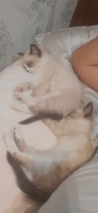 Siam mushugi toza zot