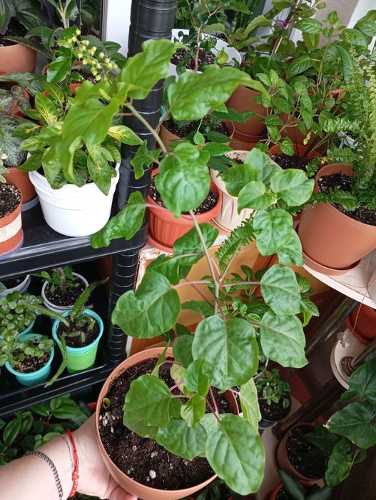 Продам цветы комнатные