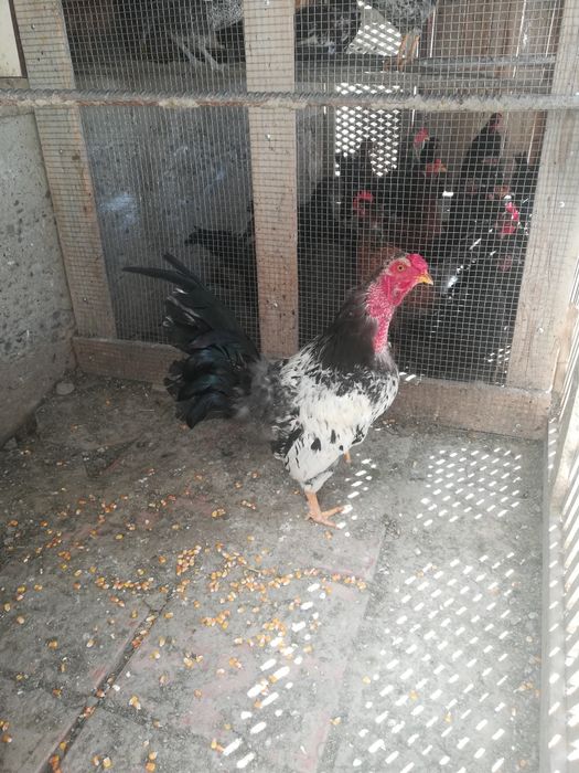 Продаётся домашний петухи